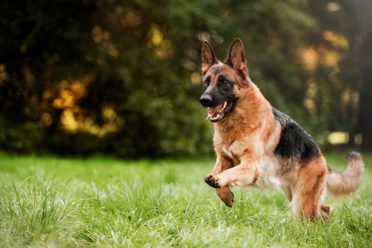 Which Dog Breeds Are Best to Walk Together?