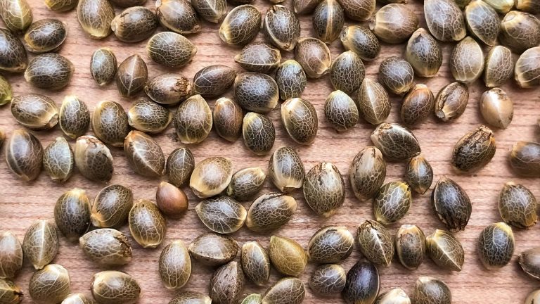 Cannabis seeds: the little power-seeds