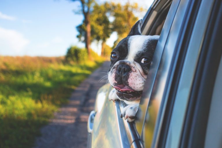 Tips for Having Pets in Your Contract Hire Car