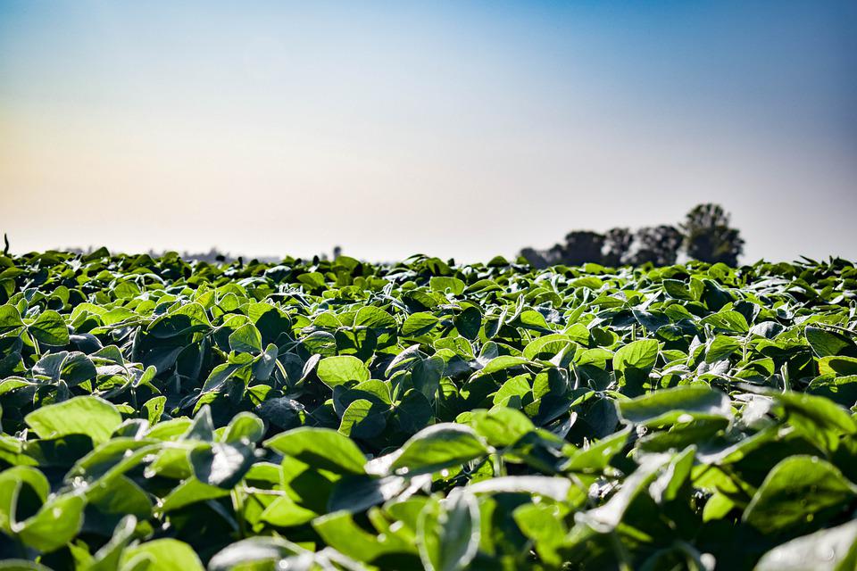 Soybean ETFs A Good Investment? ABC Money