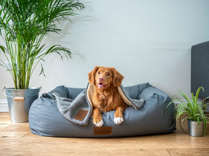 Finding Your Ideal Pet-Friendly Home