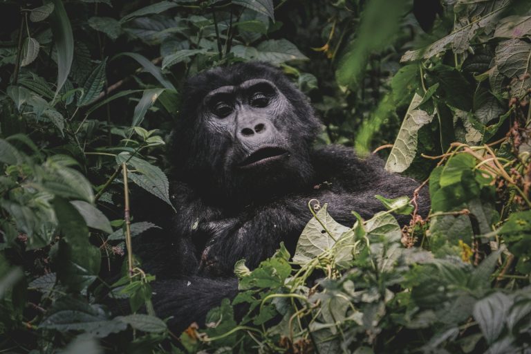 Conservationists Trying to Increase the Population of Mountain Gorillas in Africa